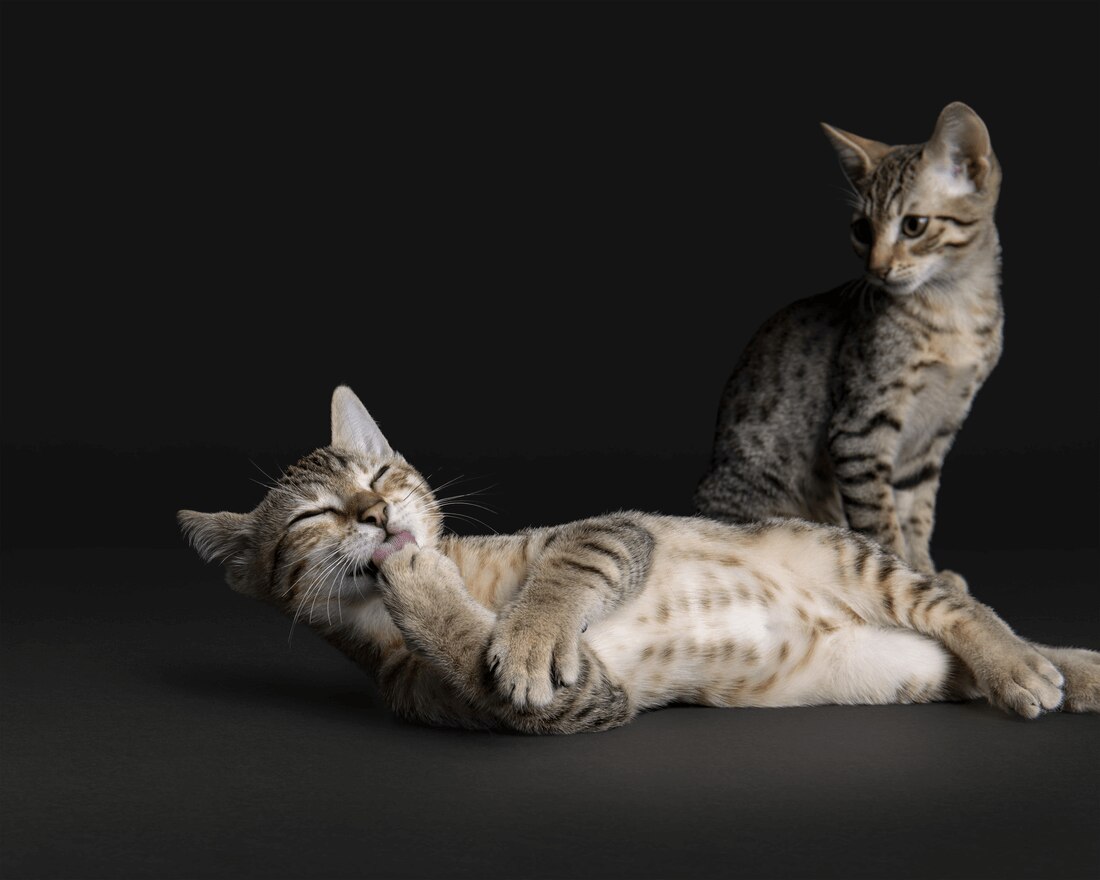 Tier, Katze, Säugetier, Haustier, Kätzchen