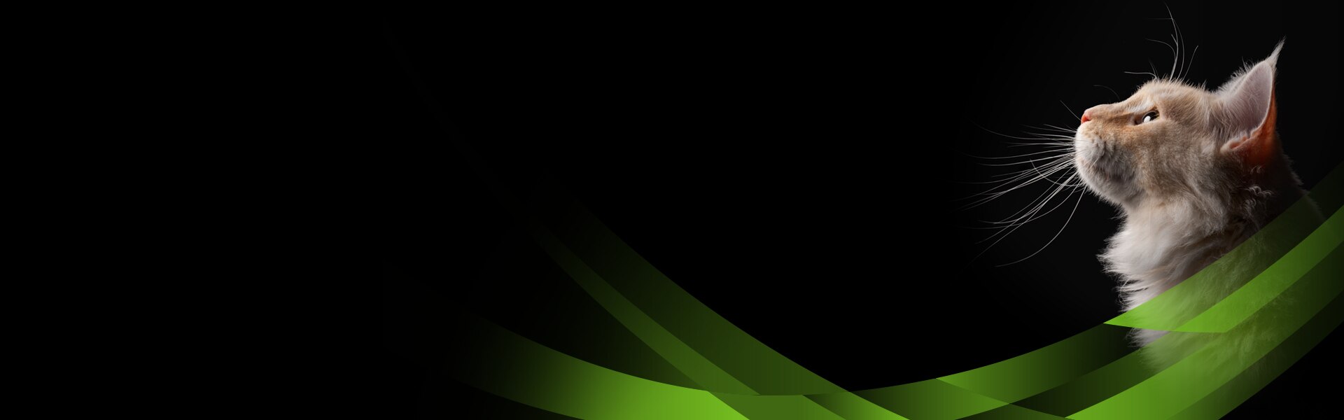 Maine-Coon-Katze, schaut nach oben