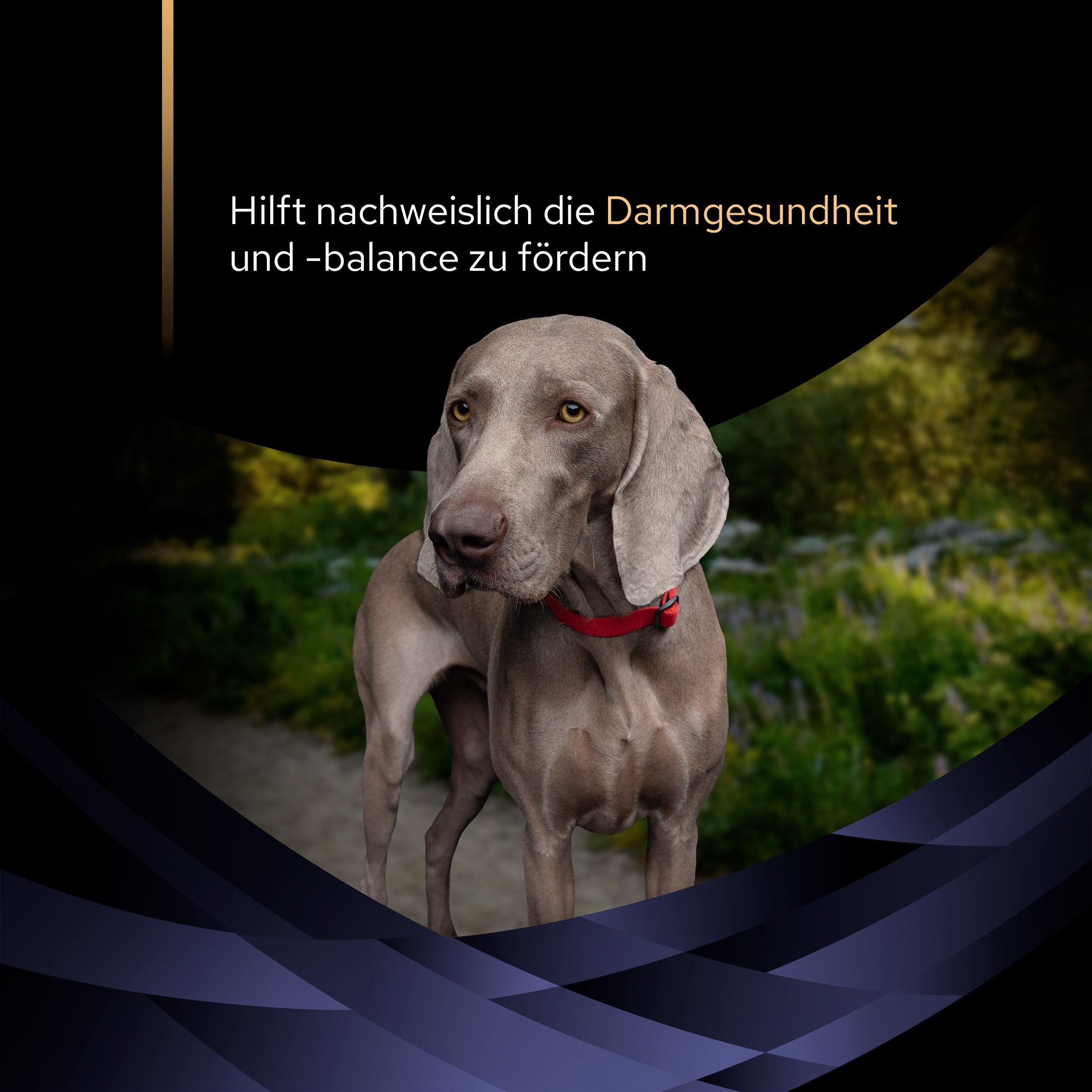 FortiFlora Chews, Ergänzungsfuttermittel für Hunde zur Unterstützung der Darmgesundheit, 30 Kautabletten