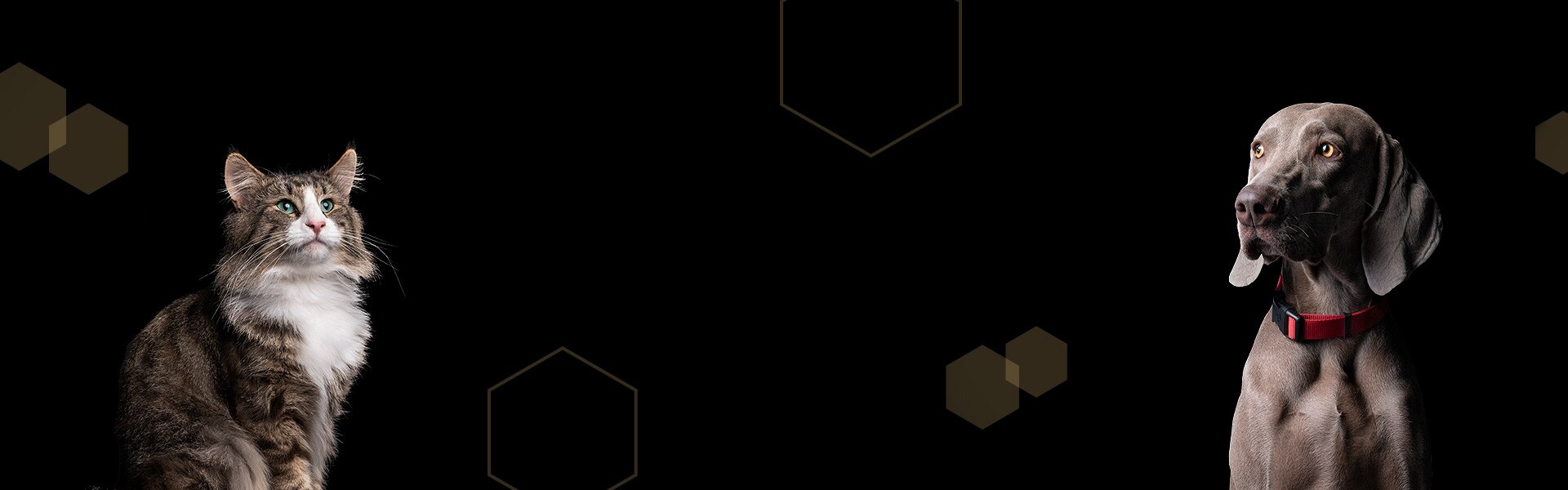 PRO-PLAN-Shop-Markenseite-Shop_Hero-Image_Desktop_1920x600