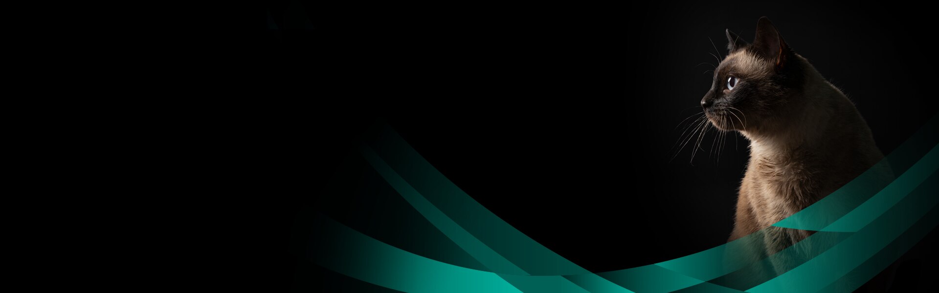 Siamkatze vor schwarzem Hintergrund