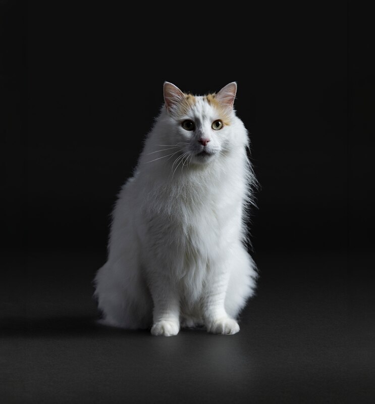 PUPRPNCturki21DT8AREM_(1)_800x800