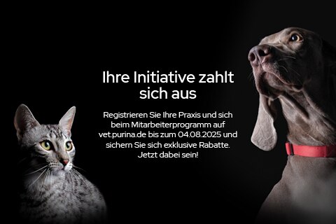 Tier, Hund, Säugetier, Haustier, Katze