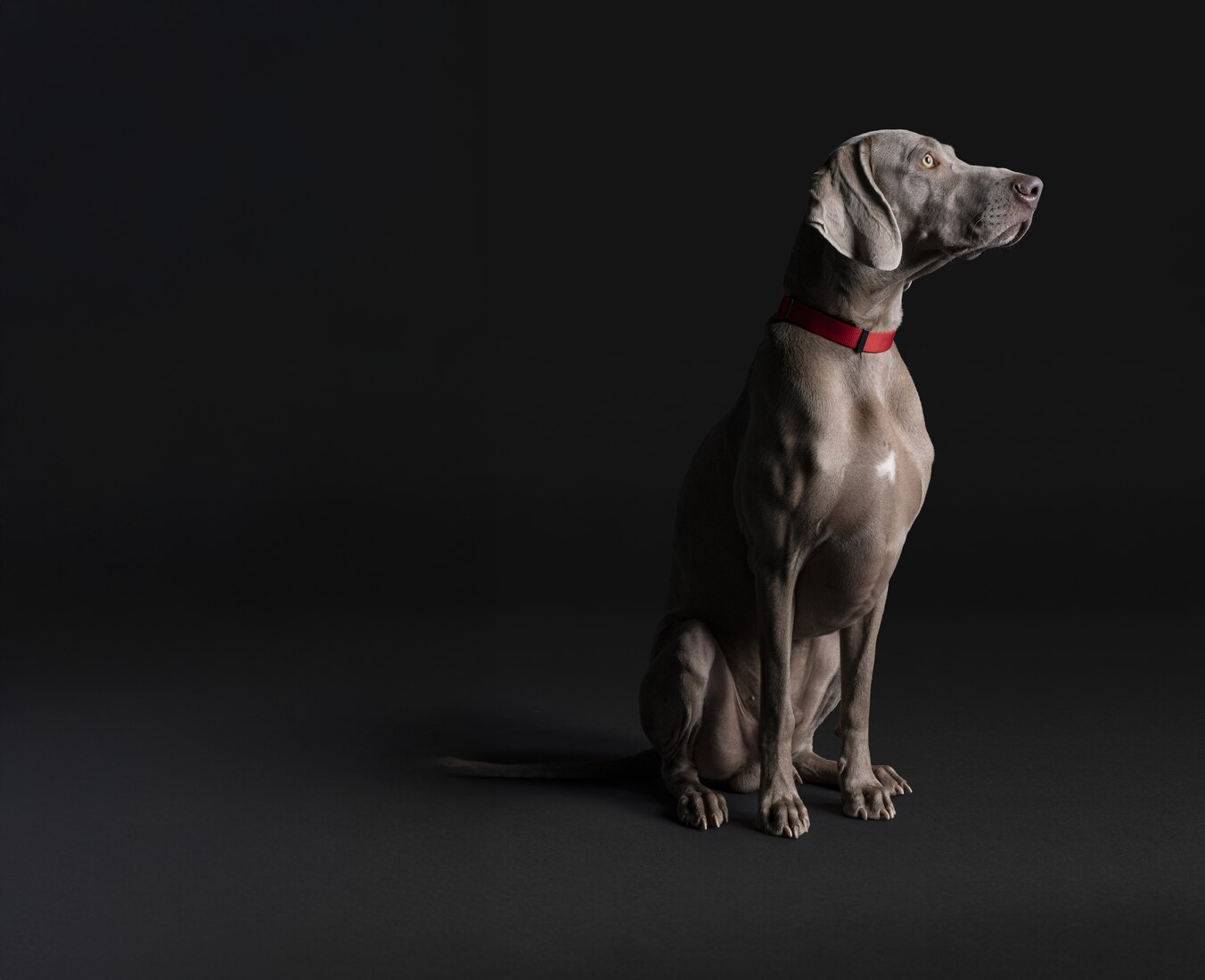 Hund, Säugetier, Haustier, Zeiger, Hund, Säugetier, Haustier, Zeiger