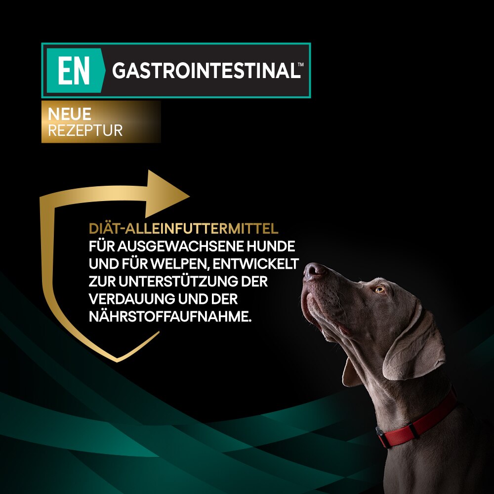 diät, hunde, futter, nahrung, protein