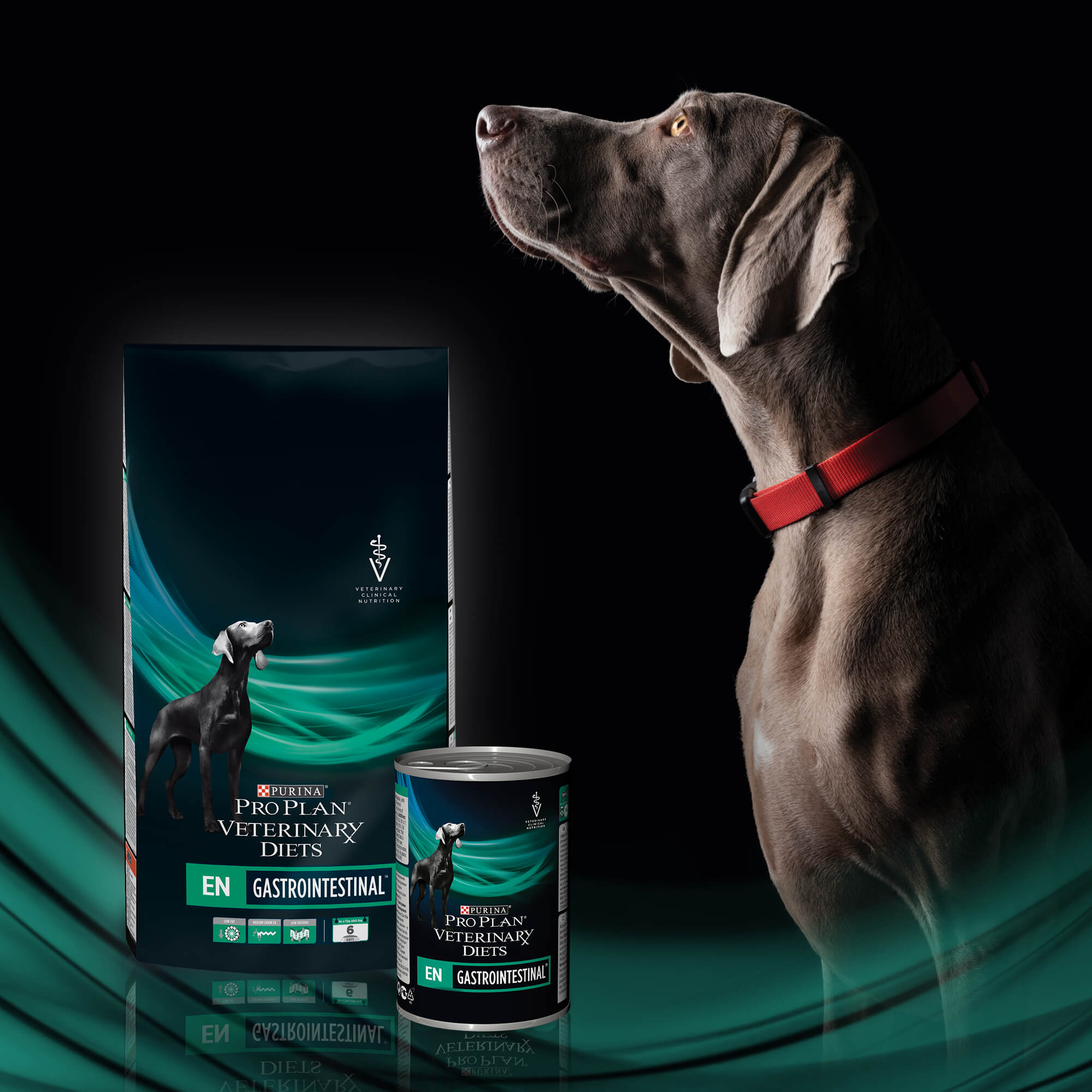 062_Digital-Assets_diverse_PPVD_SplashPages_2000px_EN_Dog_kr03-120613 062_Digital-Assets_diverse_PPVD_SplashPages_2000px_EN_Dog_kr03-120613
