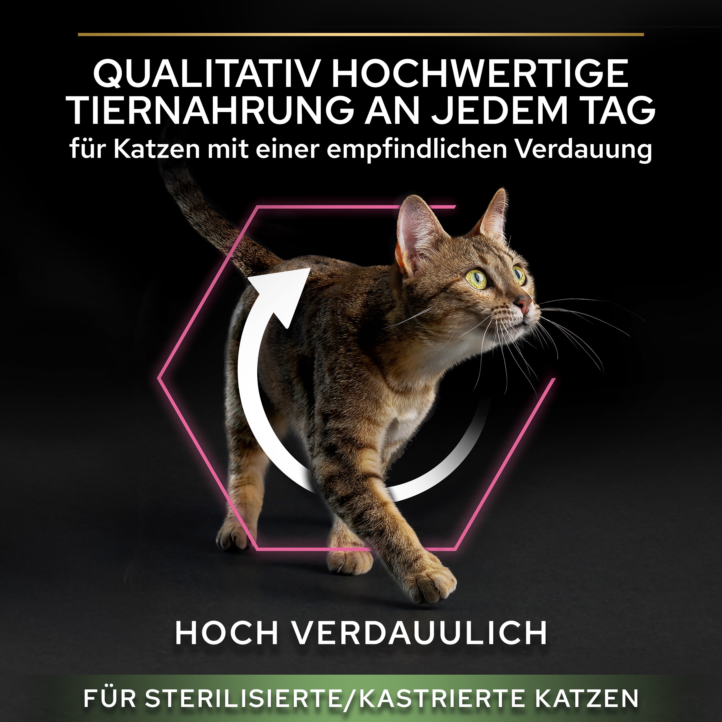 Werbung, Plakat, Katze, Haustier, Abessinisch, Werbung, Plakat, Katze, Haustier, Abessinisch