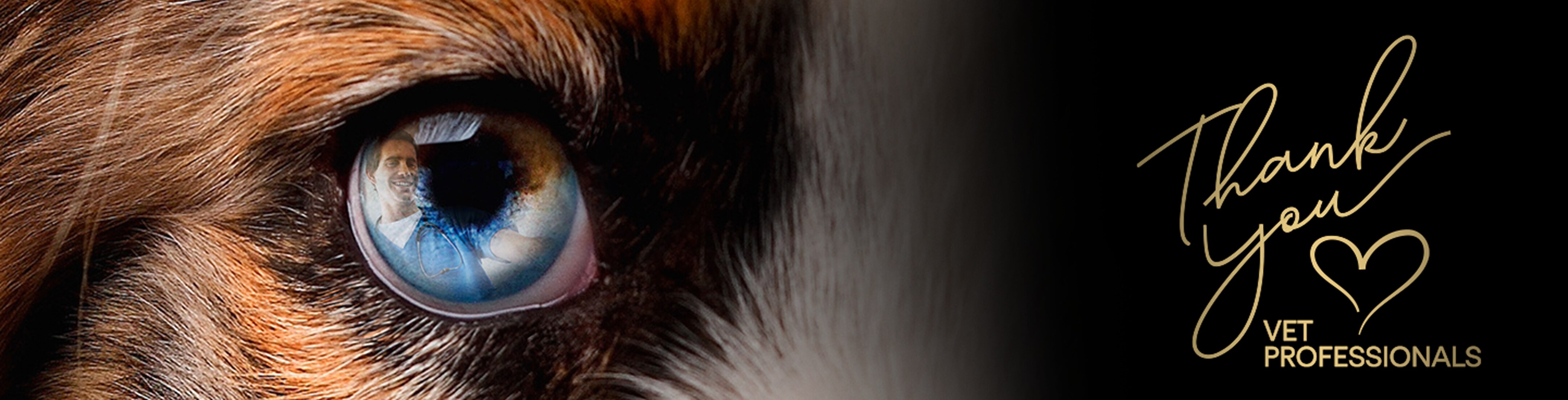 Hundeblick, Augen, Tierpflege, Reflexion, Danke