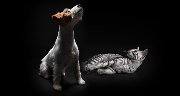 original-080_Motiv_Hund_Katze_600x320_Motiv02-093906