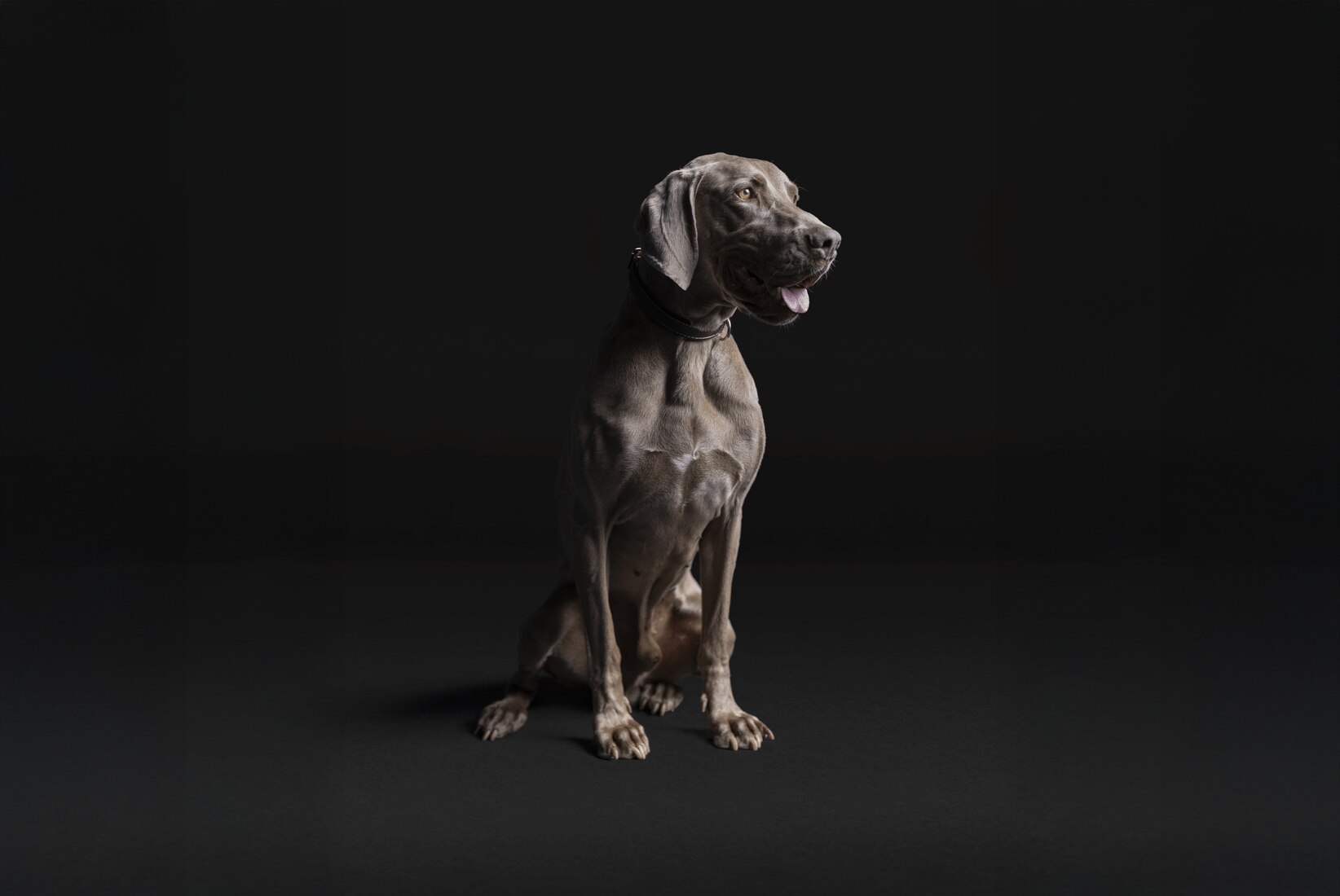 Hund, Haustier, Welpe, Zeiger