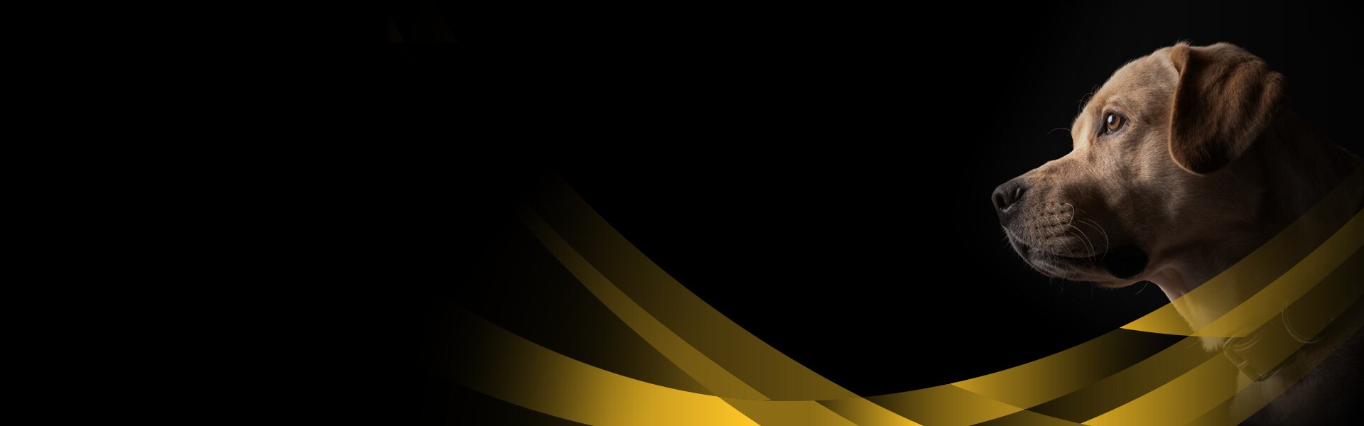 011_Aktualisierung_Assets_PPVD_Health-Packs_DT1920x600_JMdog