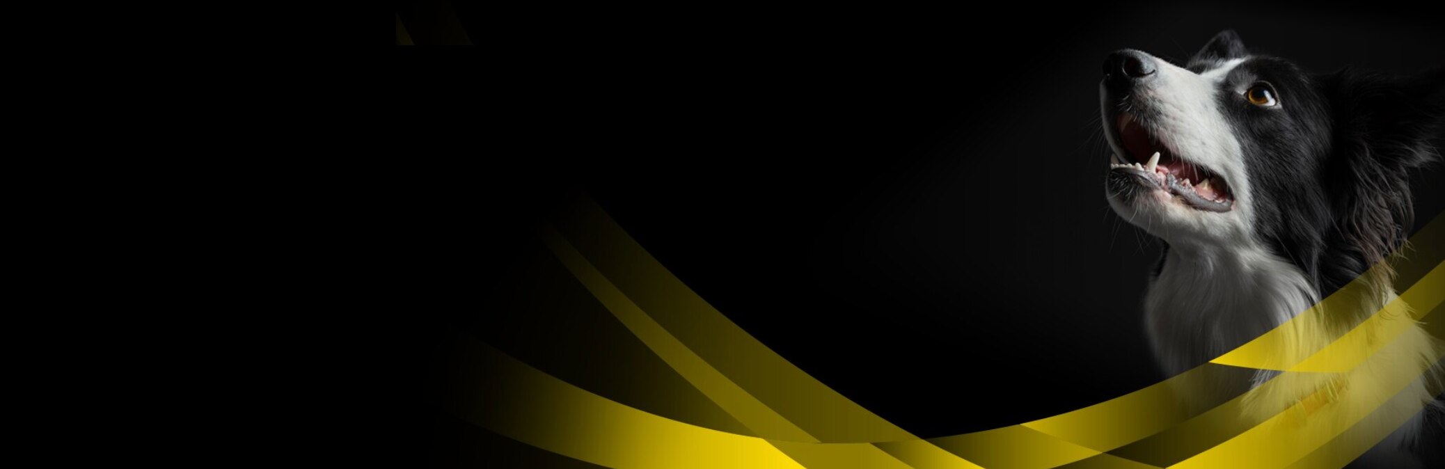 Tier, Hund, Haustier, Collie