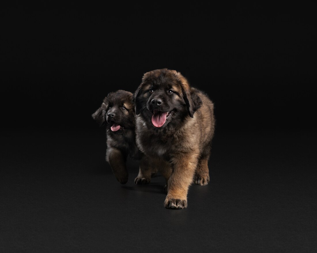 Dog Very Big Leonberger Puppy