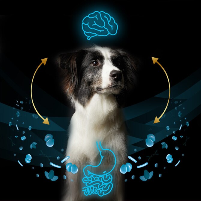 Hund, Hundehaar, Schlingen-Animation, Darm, Gehirn-Icon