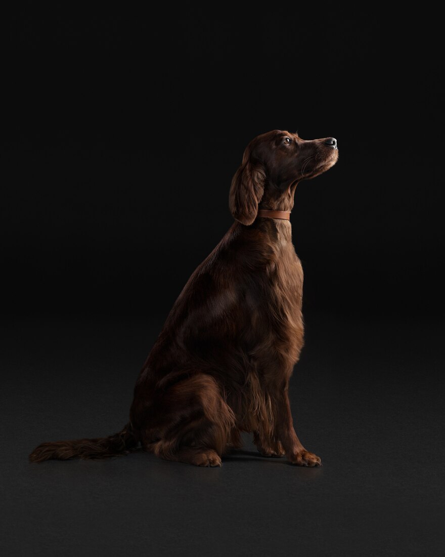 Dog Big Irish Setter Adult-Senior