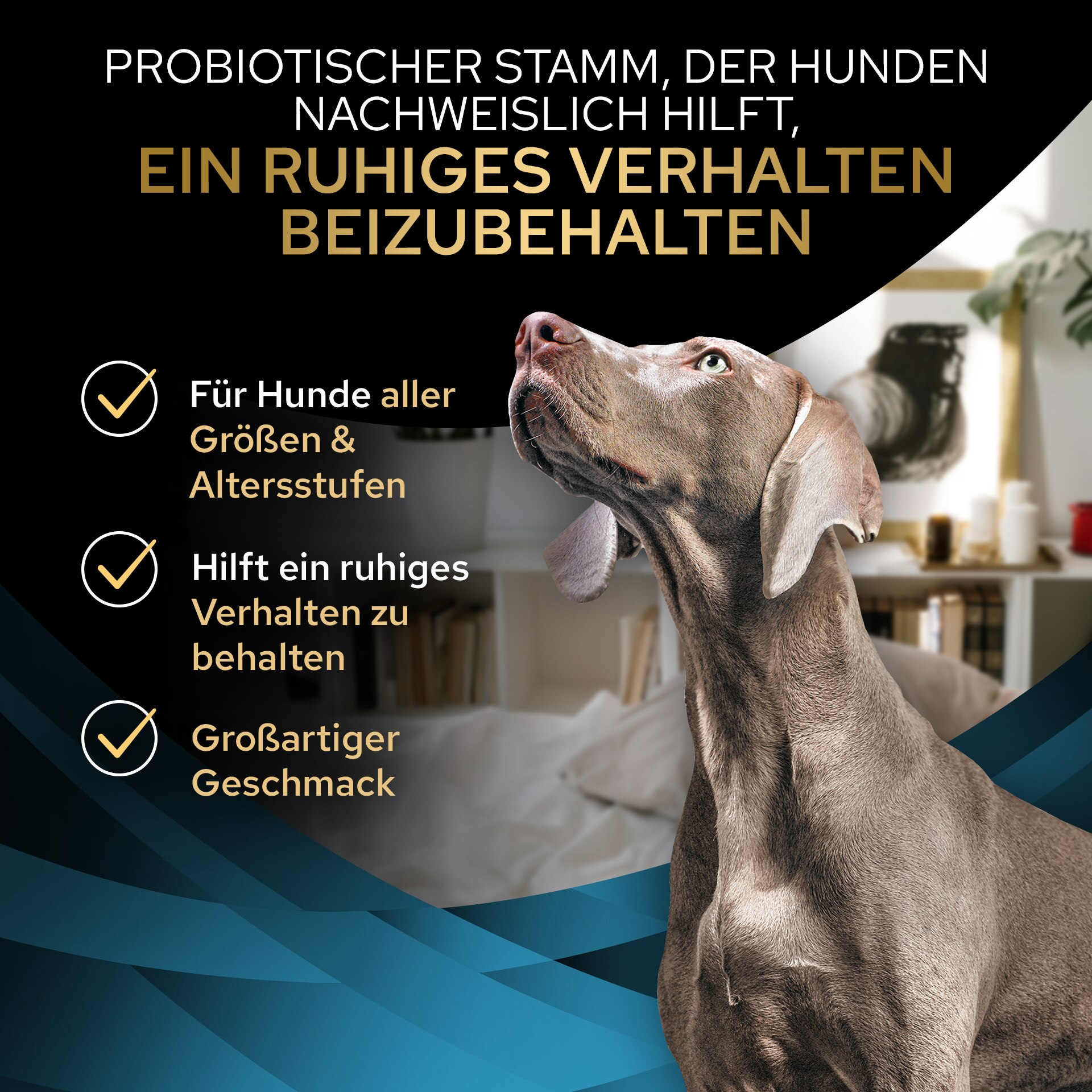 Hund, Behandlung, Hundegesundheit, Zuhause, Nahrungsgeschmack