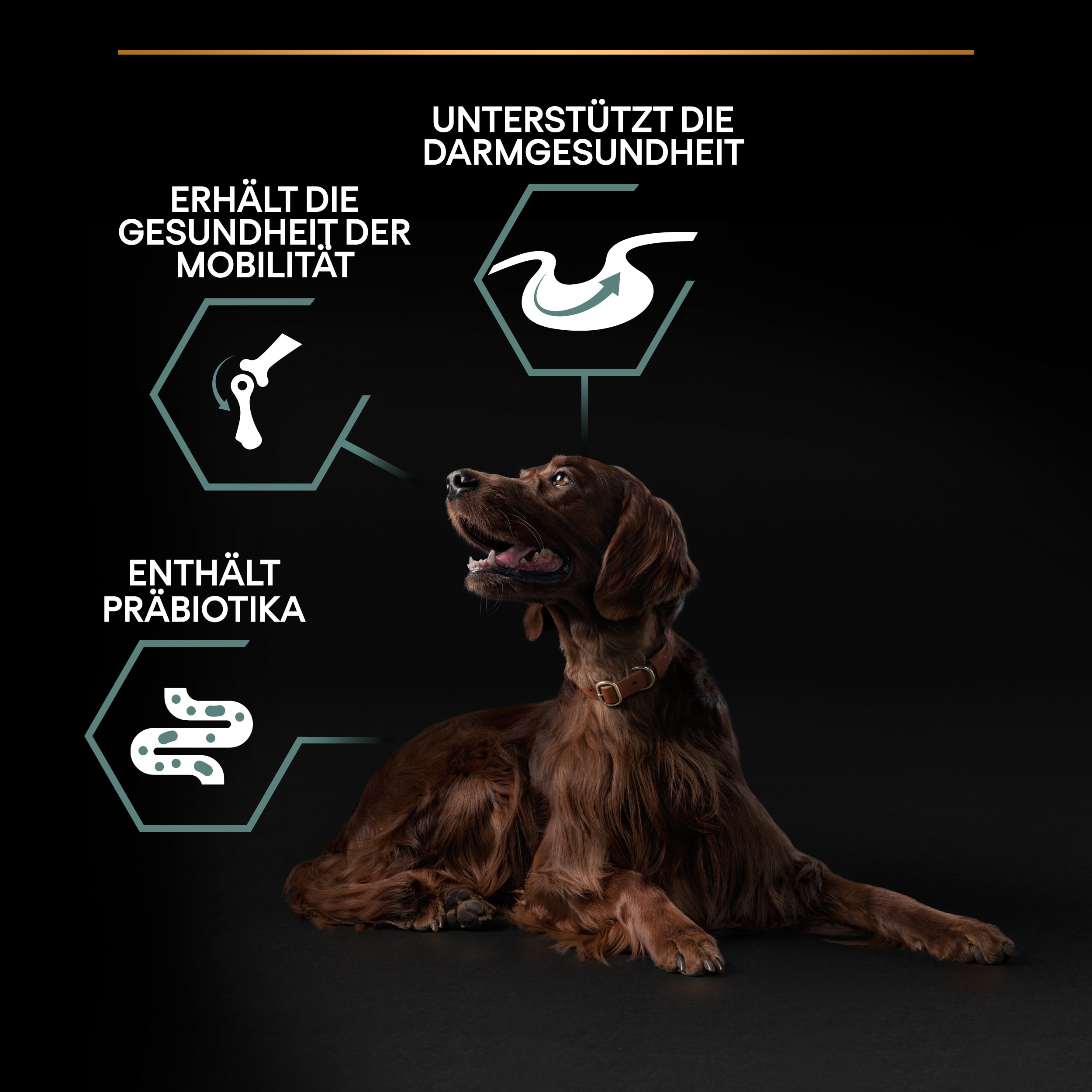 Large Athletic Sensitive Digestion,Trockenfutter für ausgewachsene athletische Hunde und sensibler Verdauung, reich an Lamm, 14kg Vorteile unseres Hundetrockenfutters Large Athletic Sensitive Digestion