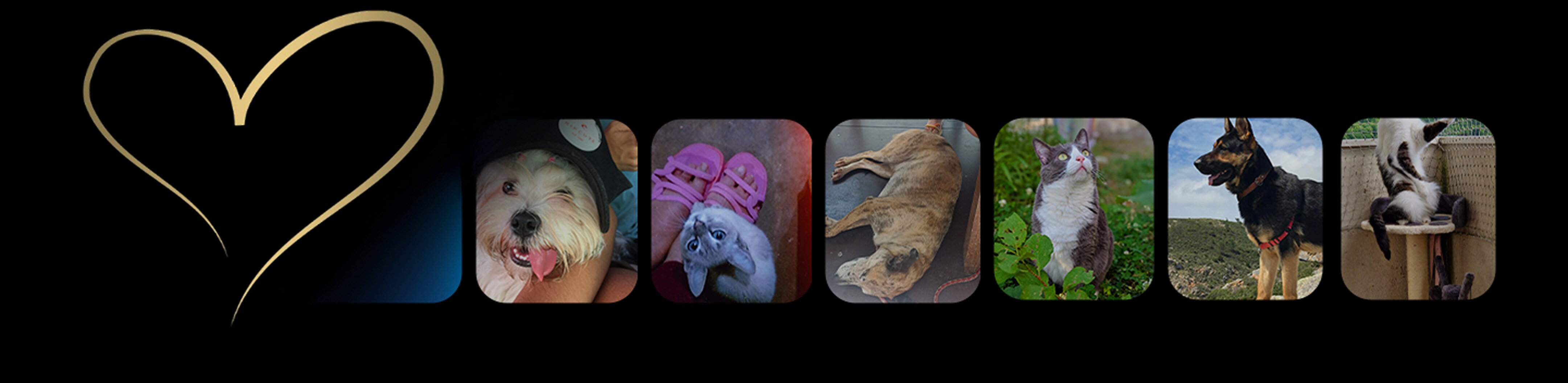 herz-logo, fotogalerie, haustier-portrait, hund, katze