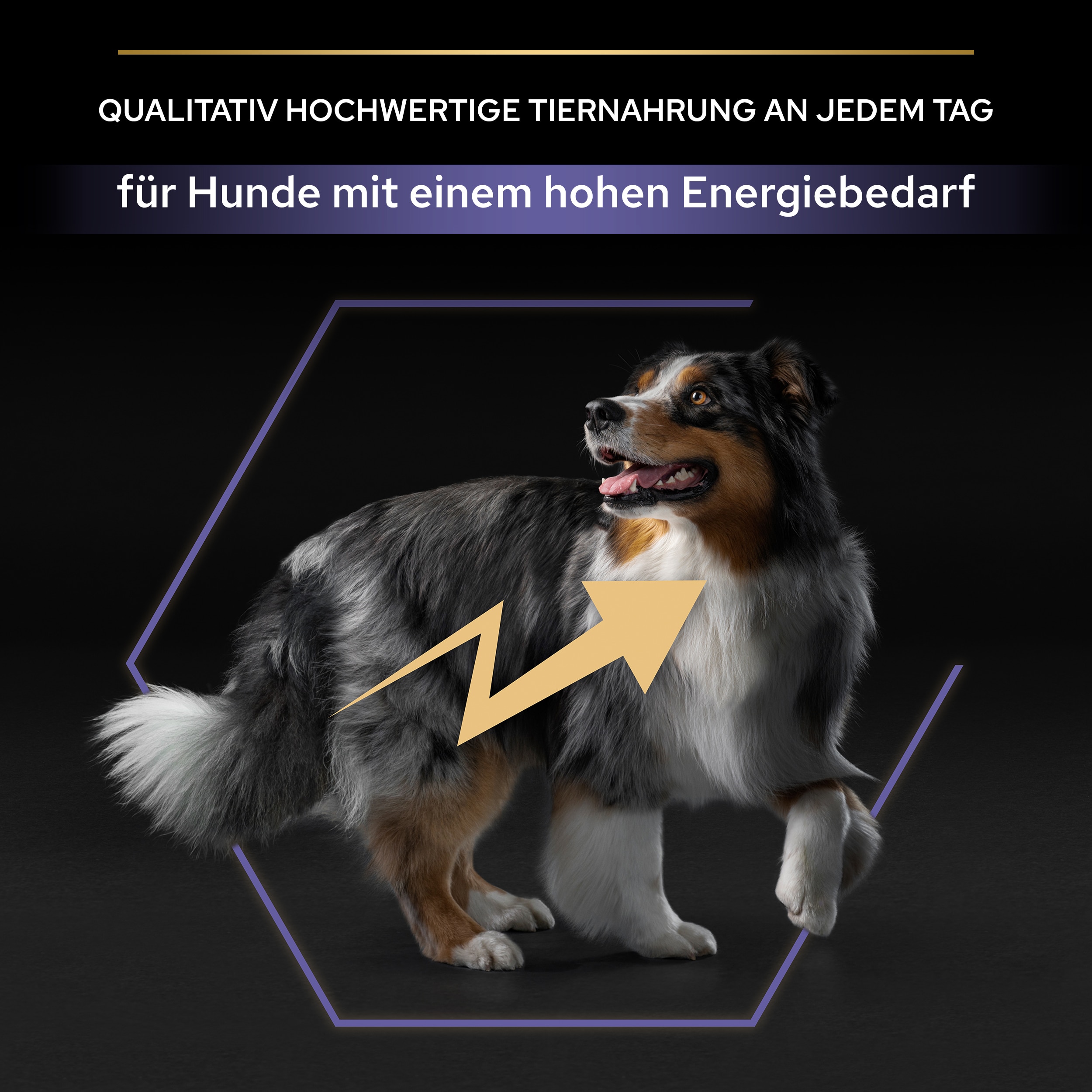 PU_Performance_M2_AdultAllSizeChick_DE_20221202_01 Tiernahrung für Hunde mit einem hohen Energiebedarf