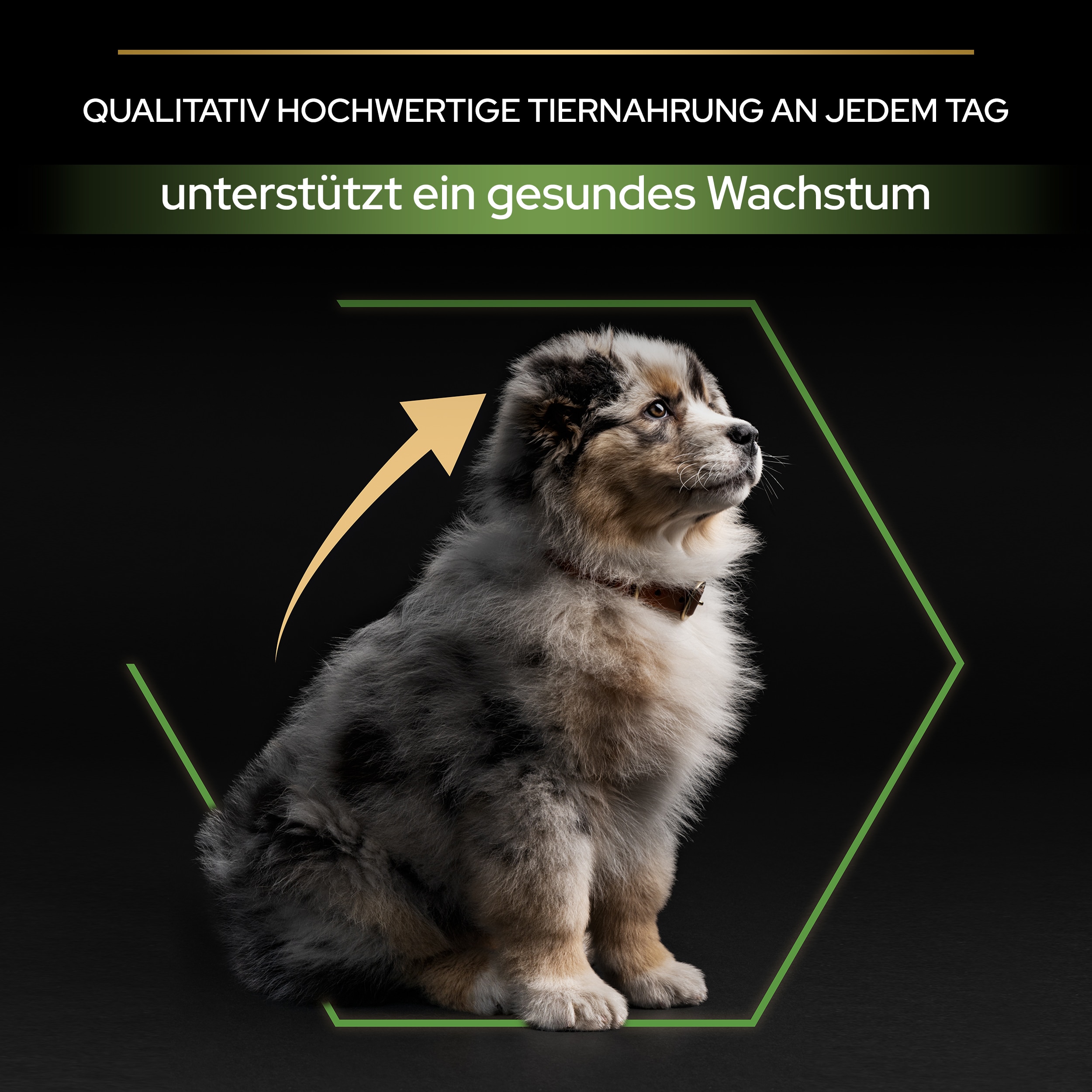 Medium Puppy Healthy Start, Trockenfutter für Welpen, mittelgroße Hunde, reich an Huhn