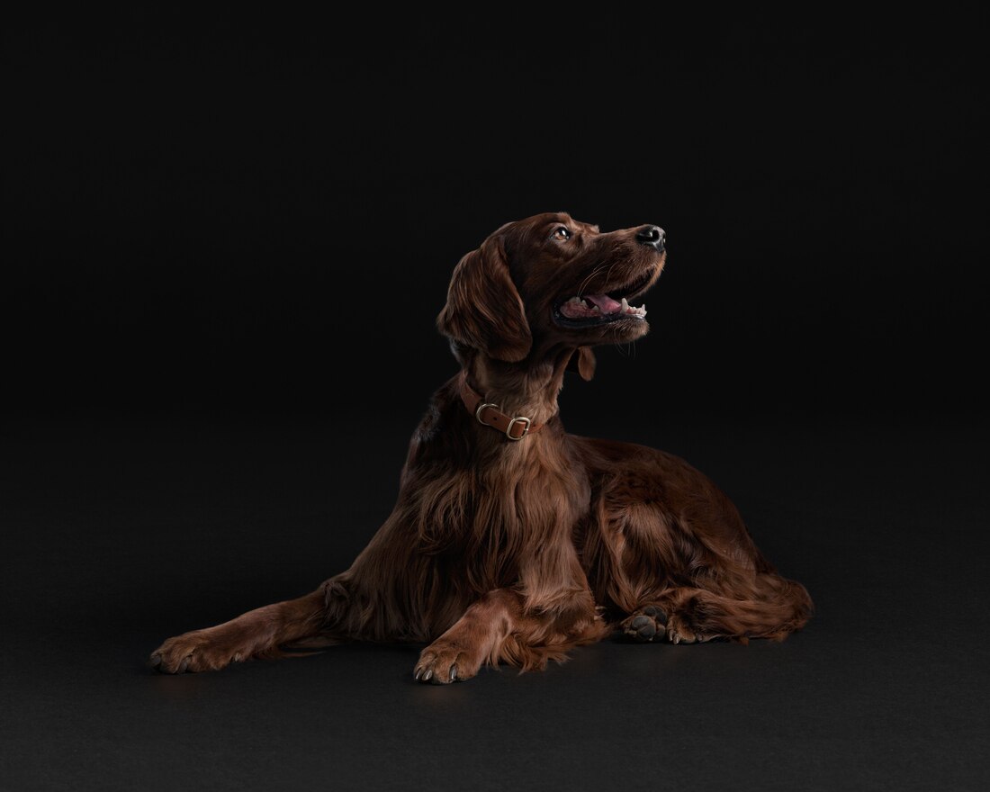 Dog Big Irish Setter Adult