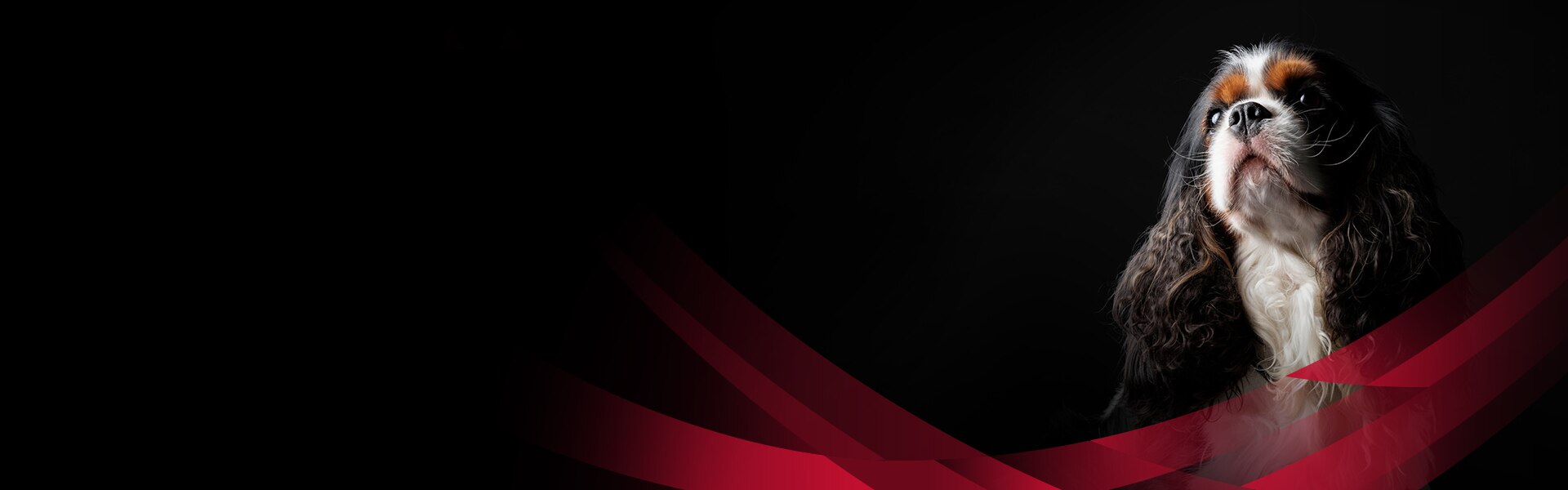 Cavalier King Charles Spaniel vor schwarzem Hintergrund